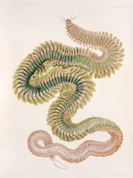 Nereis virens